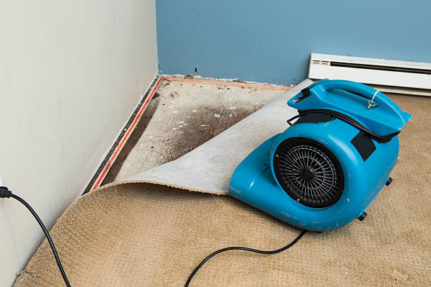 Best Mold removal after water damage  in Olivette, MO